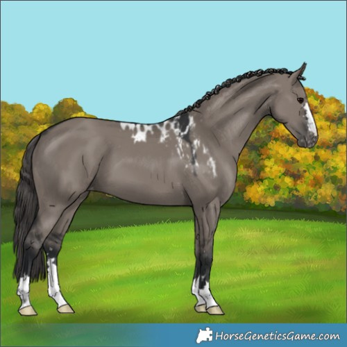Horse Color:Grullo Skewed LP Spotted 