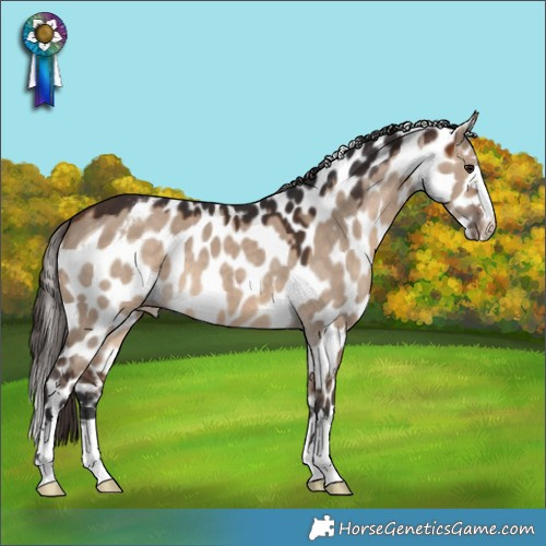 Horse Color:Brown Dun Skewed Appaloosa