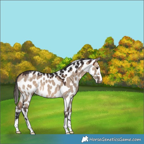Horse Color:Brown Dun Skewed Appaloosa 