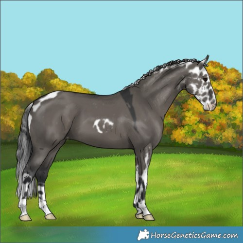 Horse Color:Grullo Skewed LP Spotted 