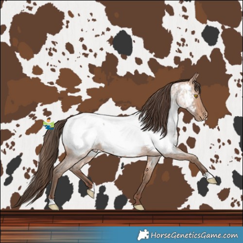 Horse Color:Amber Champagne Roan Near Fewspot 