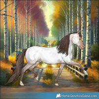 Horse Color:Amber Champagne Roan Appaloosa