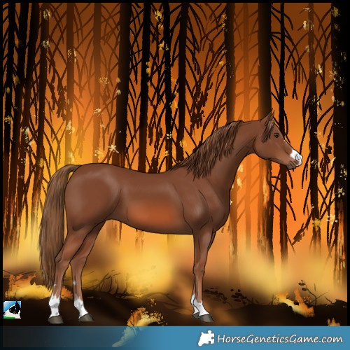 Horse Color:Chestnut 