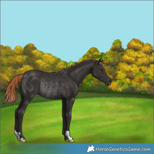 Horse Color:Liver Chestnut Rabicano 