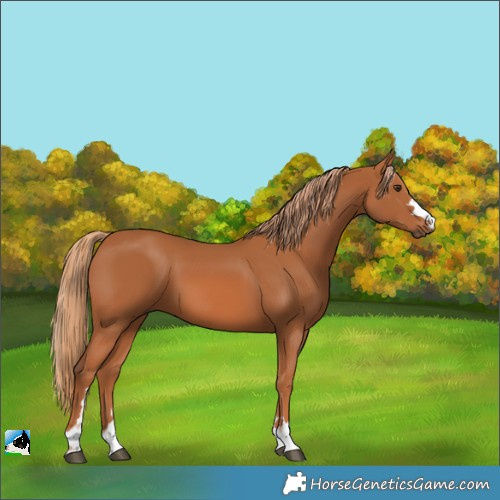 Horse Color:Chestnut 