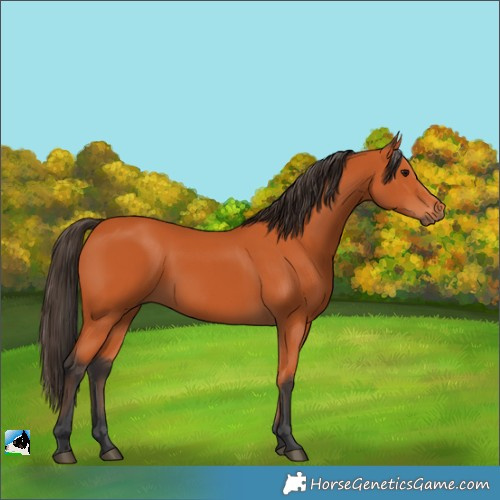 Horse Color:Bay 