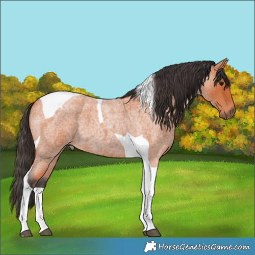 Horse Color:Bay Roan Tobiano