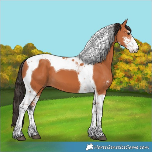 Horse Color:Bay Sabino Tobiano
