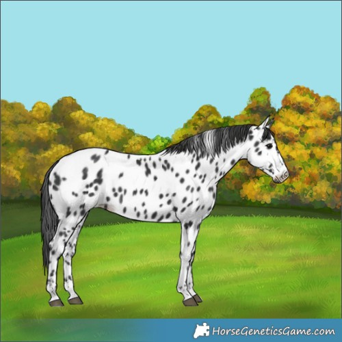 Horse Color:Black Appaloosa 
