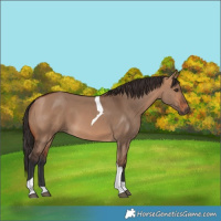 Horse Color:Bay Dun Tobiano 