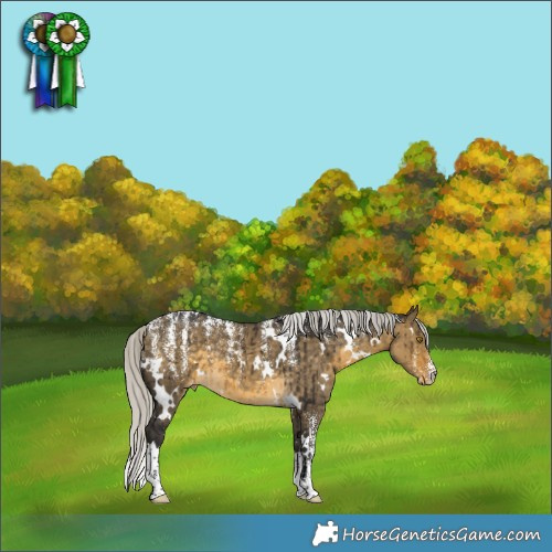Horse Color:Powder White White Spotted Silver Buckskin Dun Appaloosa Brindle