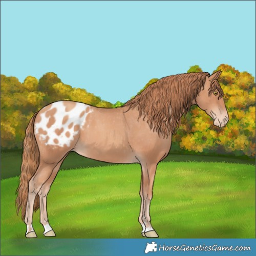 Horse Color:Gold Champagne Blanket