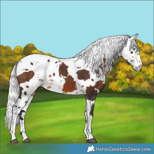 Horse Color:Brown Harlequin Merle 