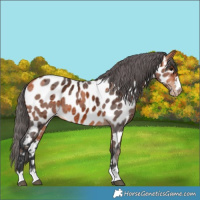 Horse Color:Bay Merle Near Leopard