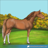 Horse Color:White Spotted Chestnut 