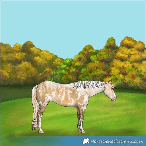 Horse Color:Powder White White Spotted Chocolate Palomino Dun Brindle 
