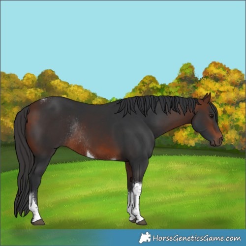 Horse Color:Bay Tobiano Rabicano