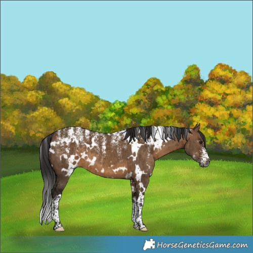 Horse Color:Powder White Gray White Spotted Bay Dun Varnish Brindle