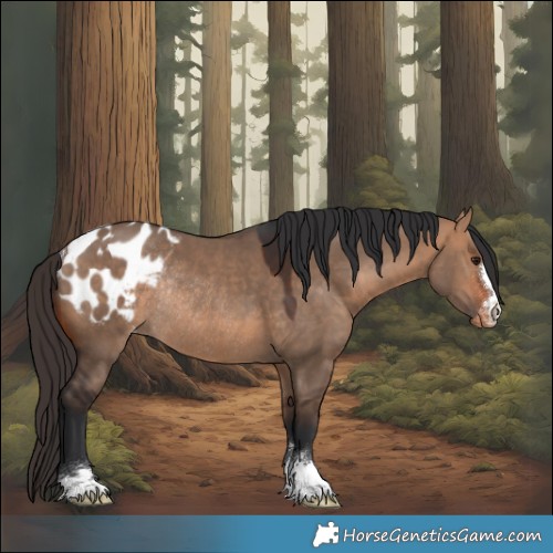 Horse Color:Bay Dun Appaloosa Rabicano
