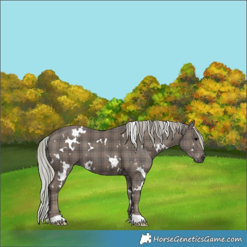 Horse Color:Plaid  White Spotted Silver Black 