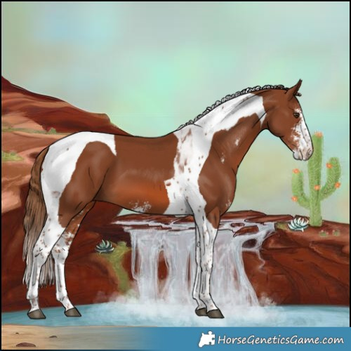 Horse Color:Chestnut Sabino Tobiano