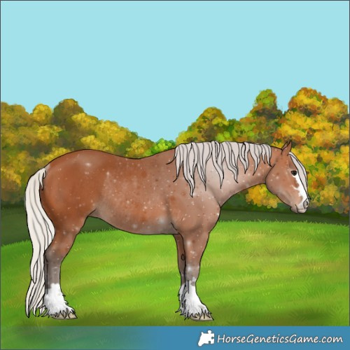 Horse Color:Silver Bay Rabicano