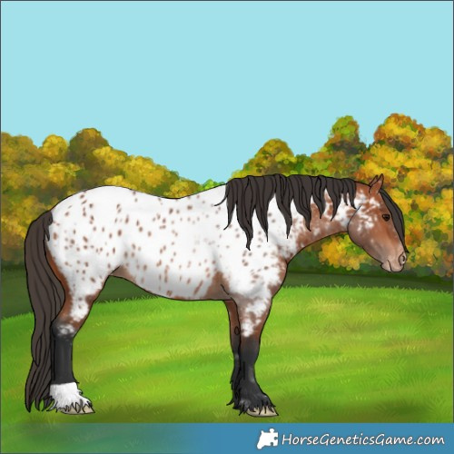 Horse Color:Bay Near Leopard Rabicano