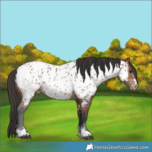 Horse Color:Bay Near Leopard