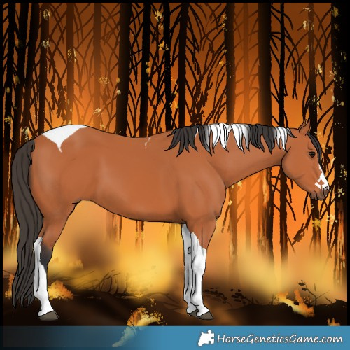 Horse Color:Bay Tobiano 