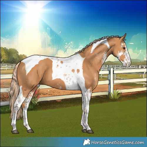 Horse Color:Chestnut Sabino Tobiano