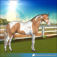 Horse Color:Chestnut Sabino Tobiano