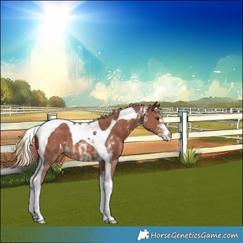 Horse Color:Chestnut Sabino Tobiano