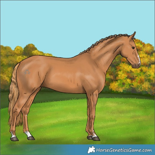Horse Color:Chestnut 