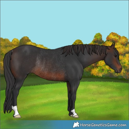 Horse Color:Brown Rabicano