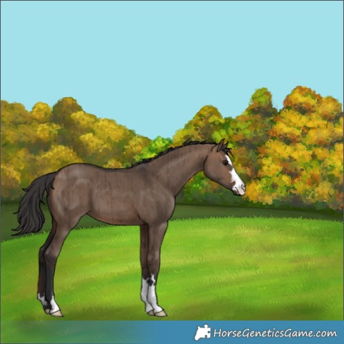 Horse Color:Brown Dun Brindle 