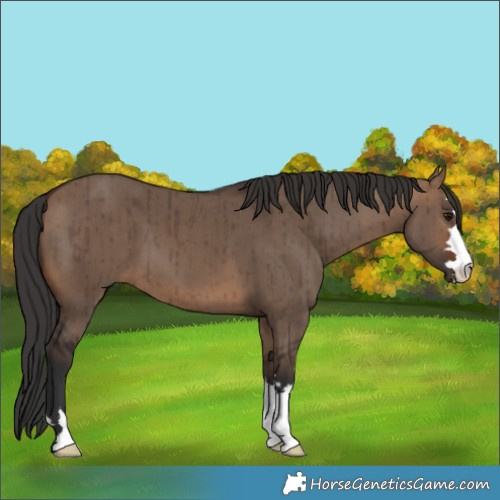 Horse Color:Brown Dun Brindle 