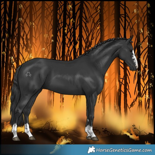 Horse Color:Black 