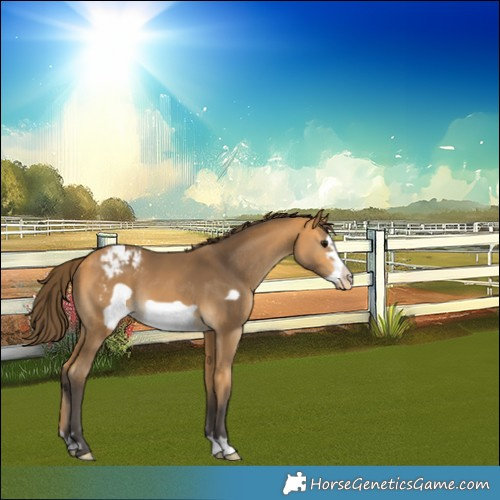 Horse Color:Buckskin Frame Appaloosa 