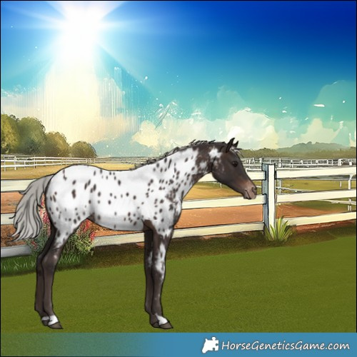 Horse Color:Silver Brown Appaloosa