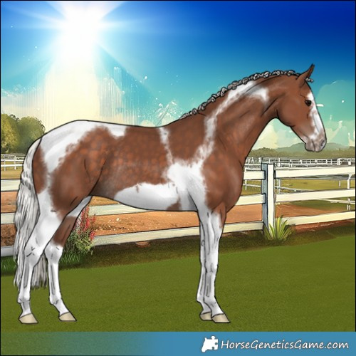 Horse Color:Silver Black Splash Tobiano Frame Rabicano