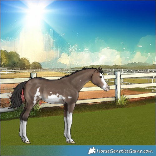 Horse Color:Brown Dun Splash Frame