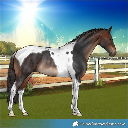 Horse Color:Bay Tobiano Rabicano 