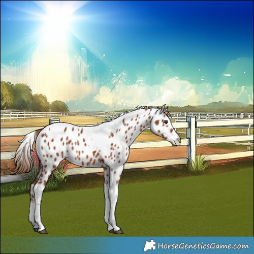 Horse Color:Chestnut Tobiano Appaloosa Rabicano