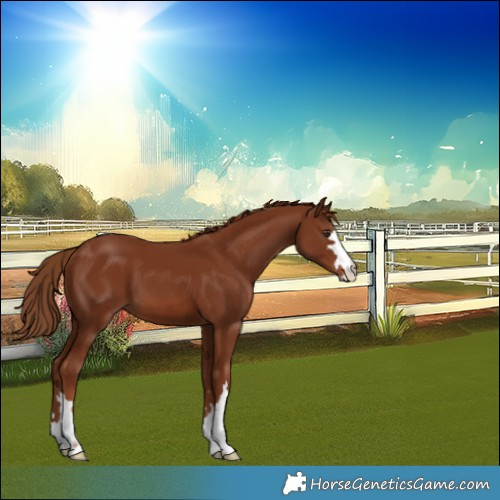 Horse Color:Unknown 