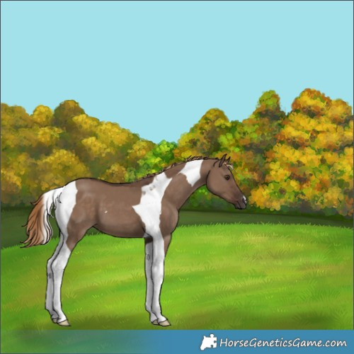Horse Color:Liver Red Dun Tobiano 