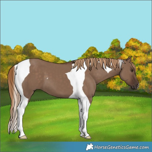 Horse Color:Liver Red Dun Tobiano