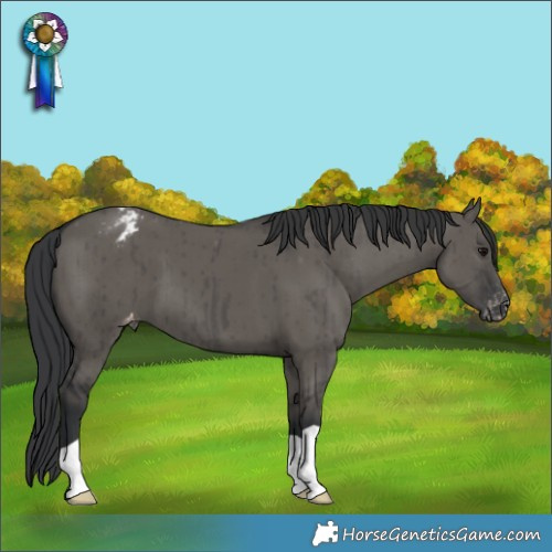 Horse Color:Grullo Appaloosa Brindle