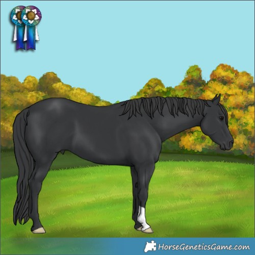 Horse Color:Black 