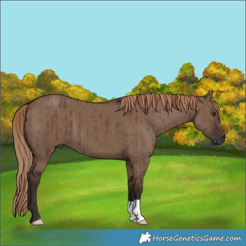 Horse Color:Liver Red Dun Brindle 