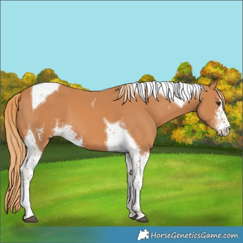 Horse Color:Chestnut Sabino Tobiano 